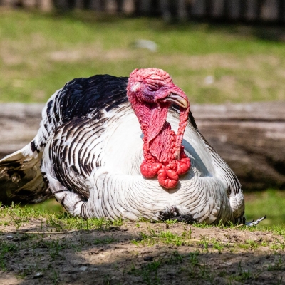 Ronquières turkey - De Zonnegloed - Animal park - Animal refuge centre 